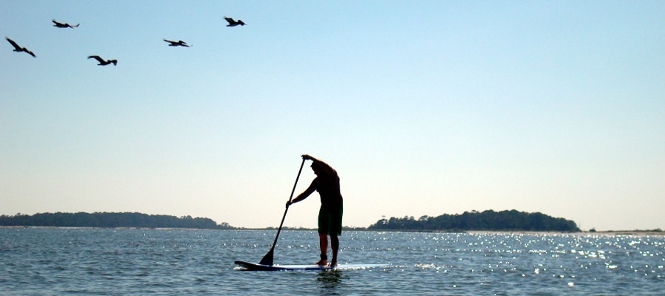 paddle boarding with birds